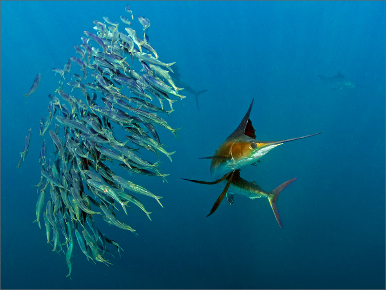 Sailfish hunting