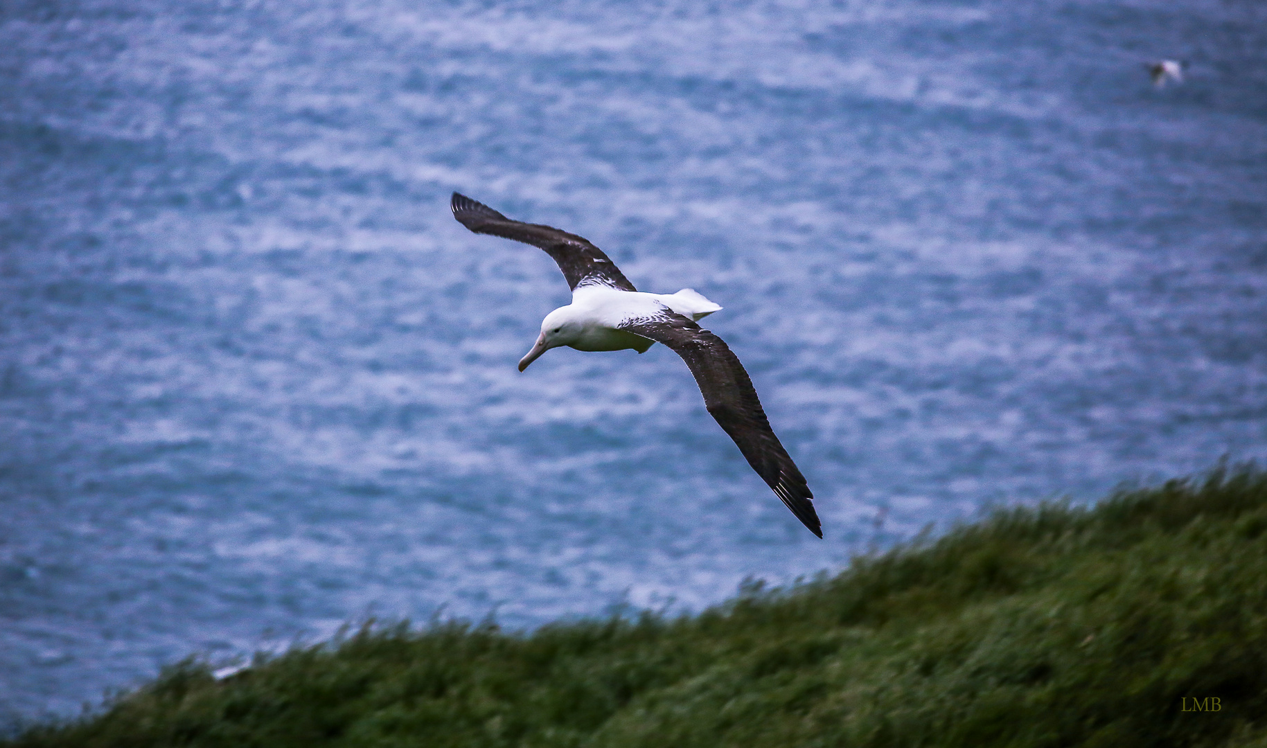 Sailing Albatros 