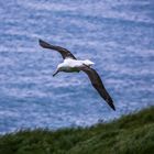 Sailing Albatros 