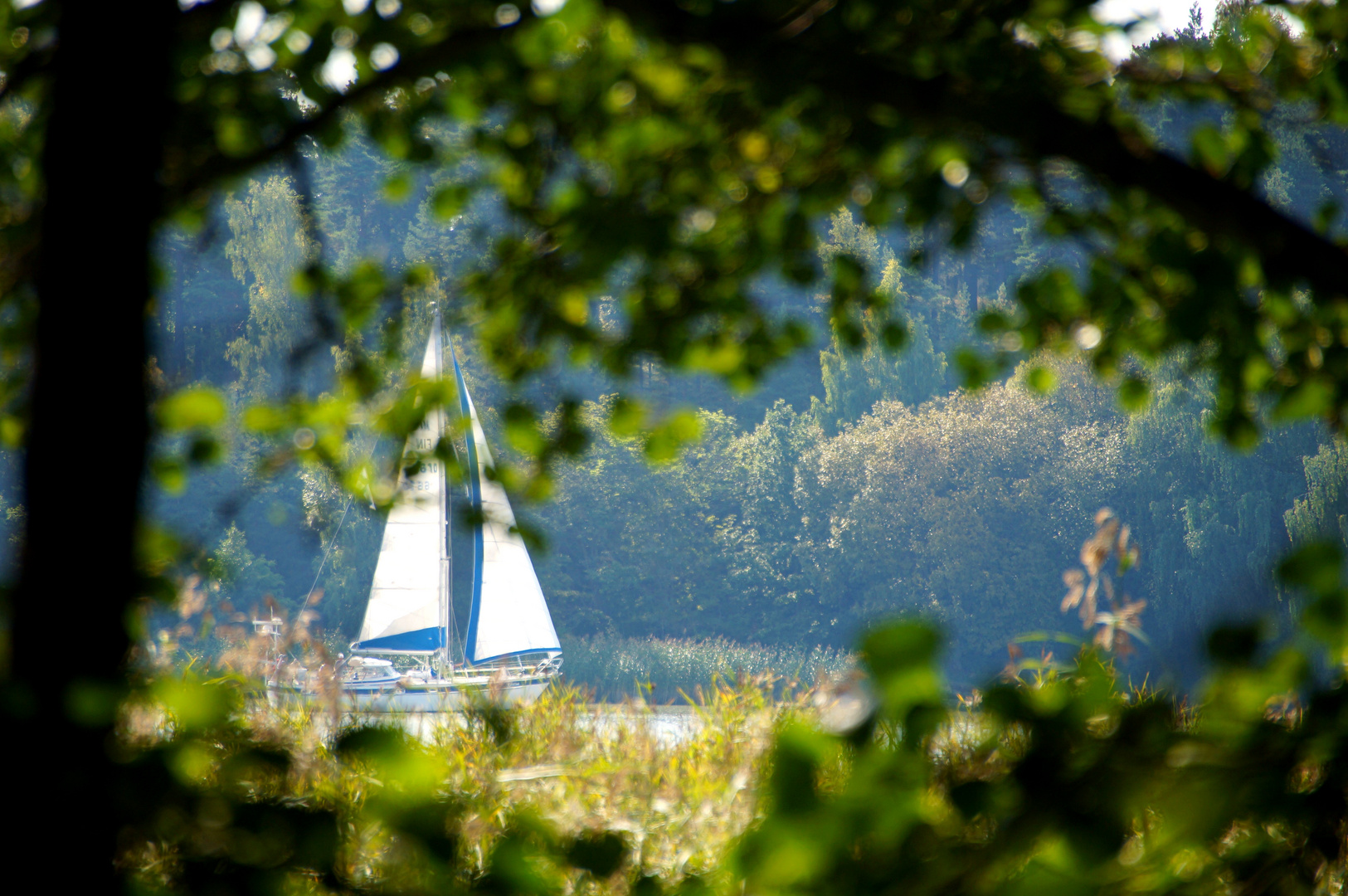 sailing between the woods