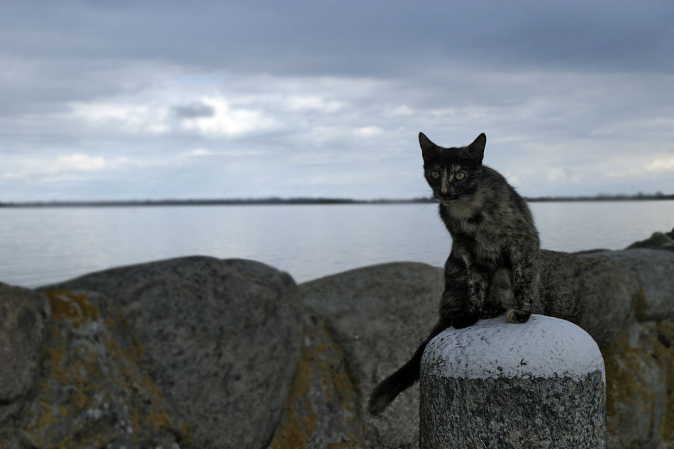 Sailing Cat