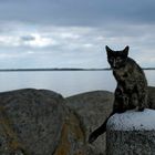 Sailing Cat