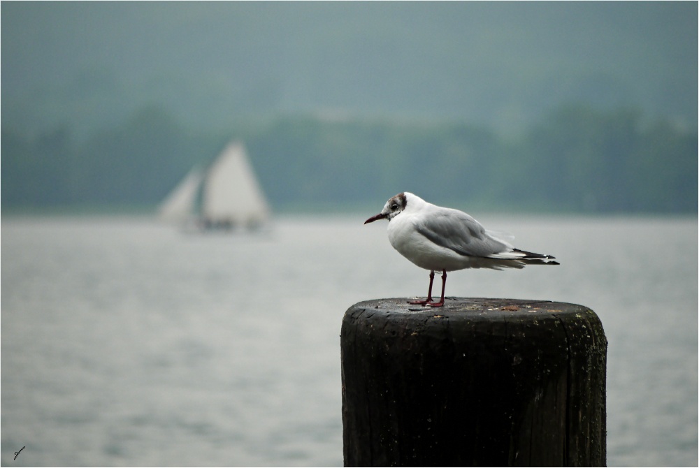 sailing