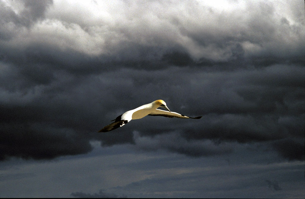 sailing gannet