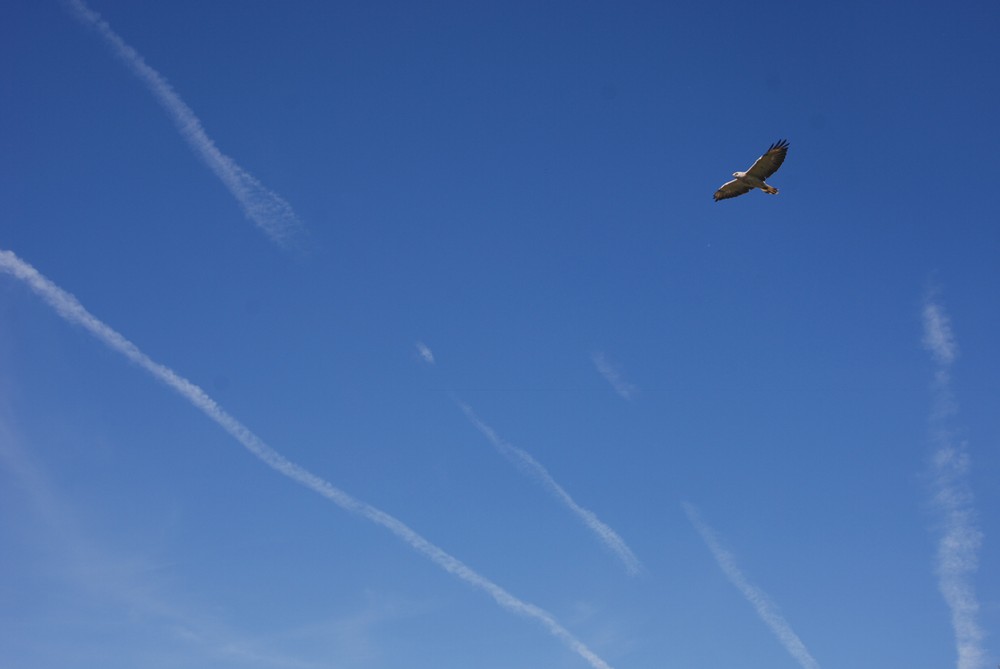 Sailing in the blue sky