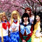 Sailor Moon auf der Hanami in Berlin