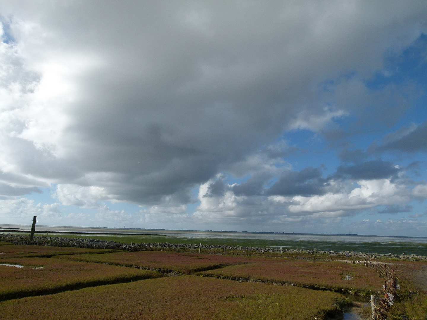 Sailzwiesen auf der Hallig Südfall