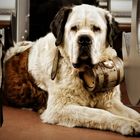 Saint Bernard Dog