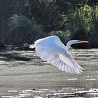 Saint-Louis, Petite Camargue Alsacienne, Silberreiher