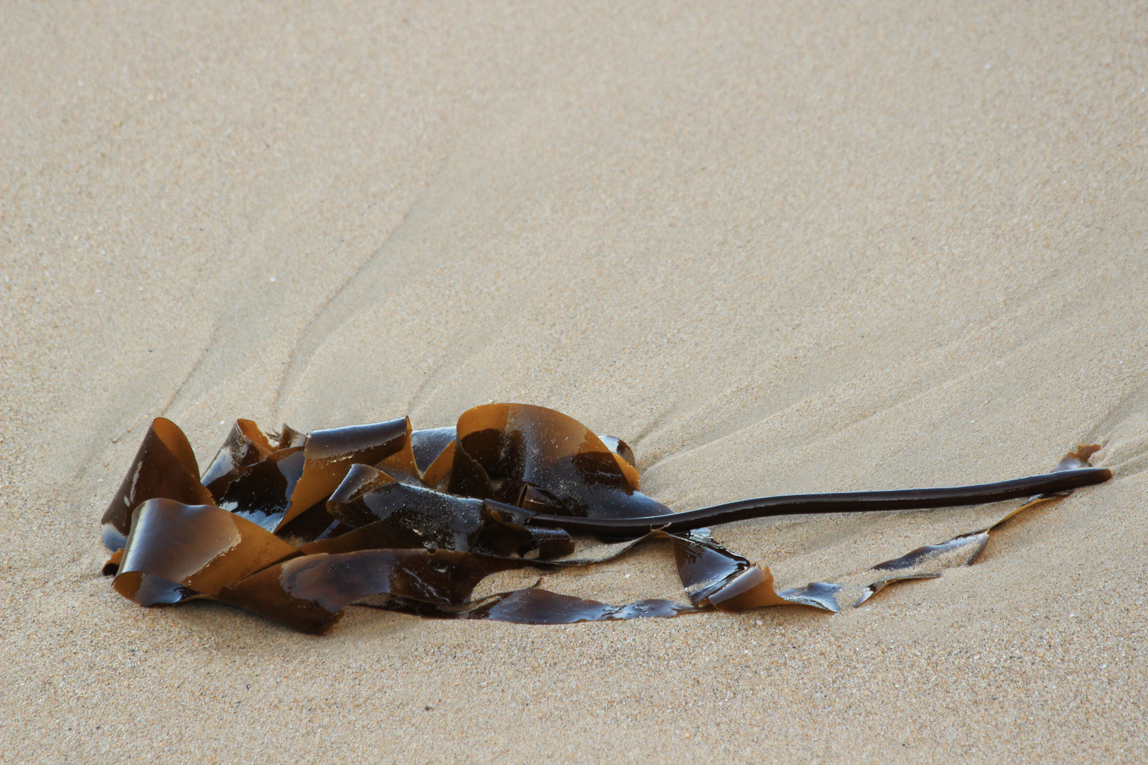 Saint Malo 7