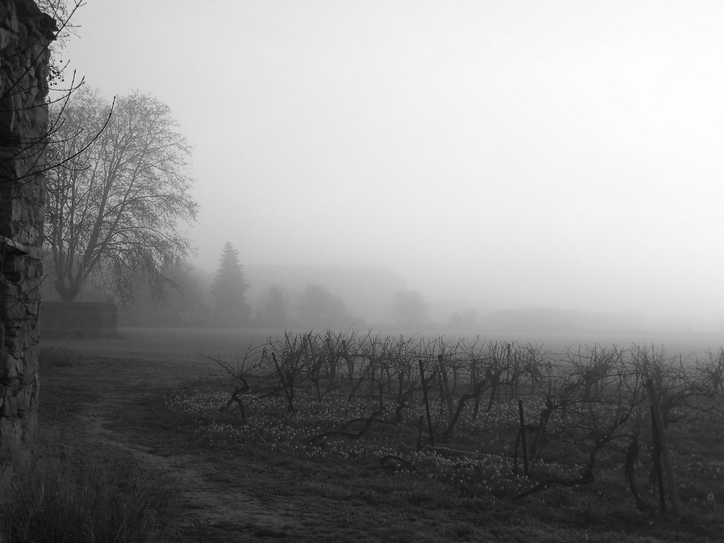 Saint-Nazaire d'Aude sous la brume