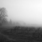 Saint-Nazaire d'Aude sous la brume