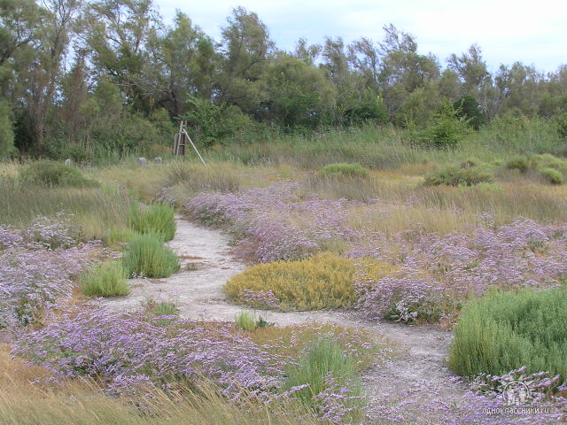 Saintes Maries de la mer, Camarque