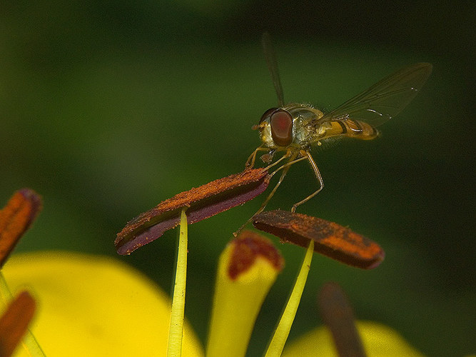 Saison