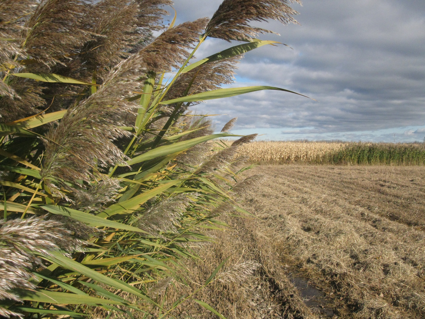 Saison automne