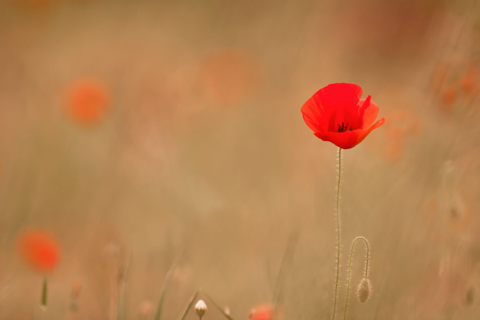 saison des coquelicots ....