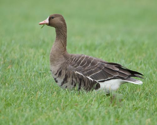 Saisonaler Besuch aus dem hohen Norden......