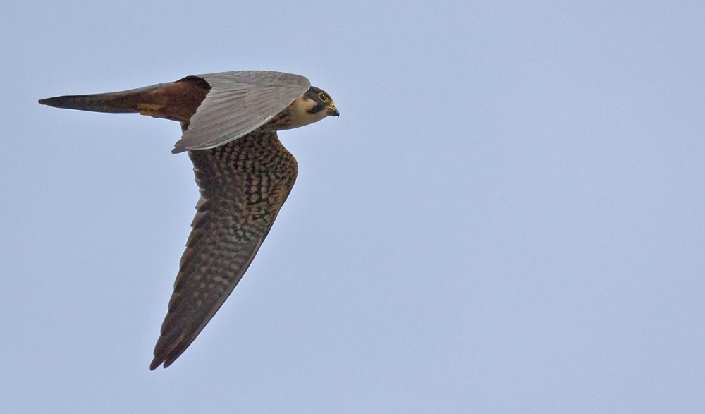 Saisonbeginn für Jäger :Baumfalke