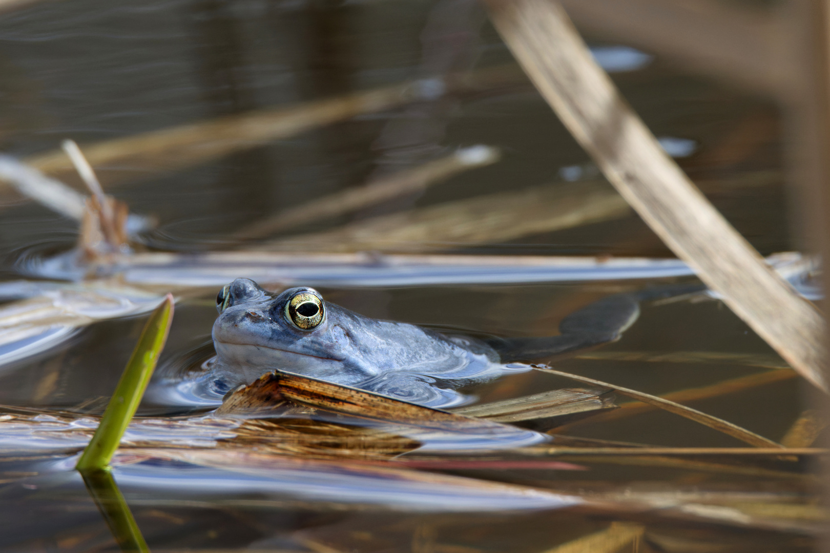 Saisonfarbe BLAU : "Blaumänner"  Moorfrosch - Männchen (Rana arvalis)