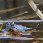 Saisonfarbe BLAU : "Blaumänner"  Moorfrosch - Männchen (Rana arvalis)