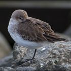 Saisongäste . . . (15) - Alpenstrandläufer - Gegen den kalten Wind