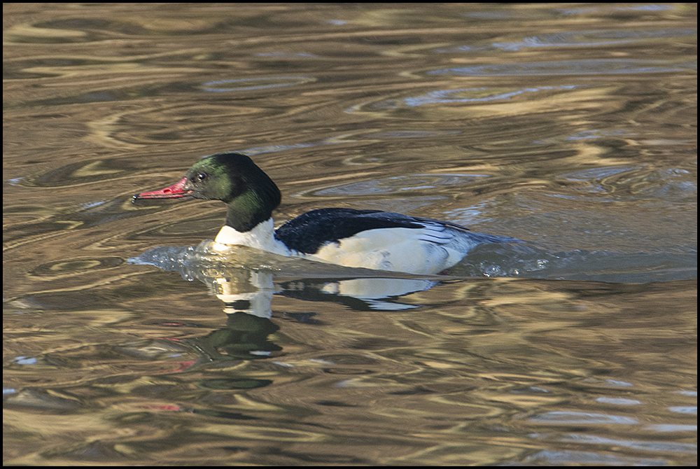  Saisongäste . . . (17) - Gänsesäger - Mergus merganser - männlich