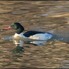  Saisongäste . . . (17) - Gänsesäger - Mergus merganser - männlich