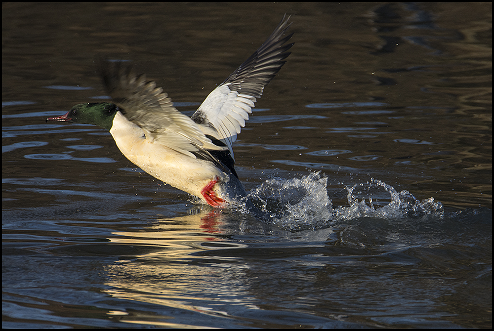 Saisongäste . . . (18) - Gänsesäger - Mergus merganser - männlich