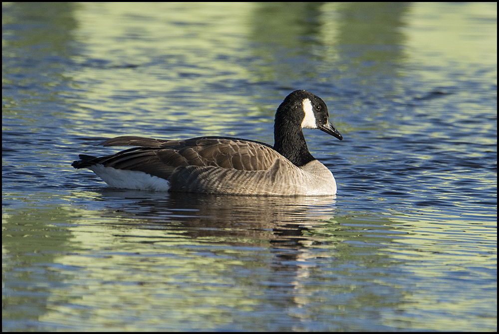 Saisongäste . . . (19) - Kanadagans -Branta canadensis