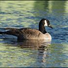 Saisongäste . . . (19) - Kanadagans -Branta canadensis