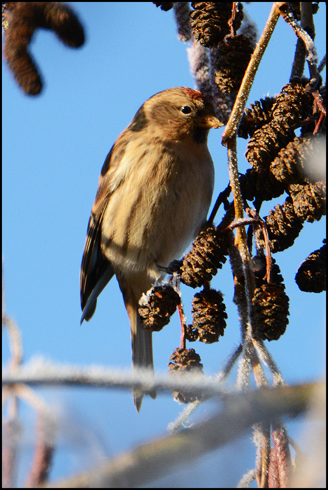 Saisongäste . . . (8) - Birkenzeisig - Carduelis flammea, teilweise auch Acanthis flammea 