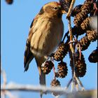 Saisongäste . . . (8) - Birkenzeisig - Carduelis flammea, teilweise auch Acanthis flammea 