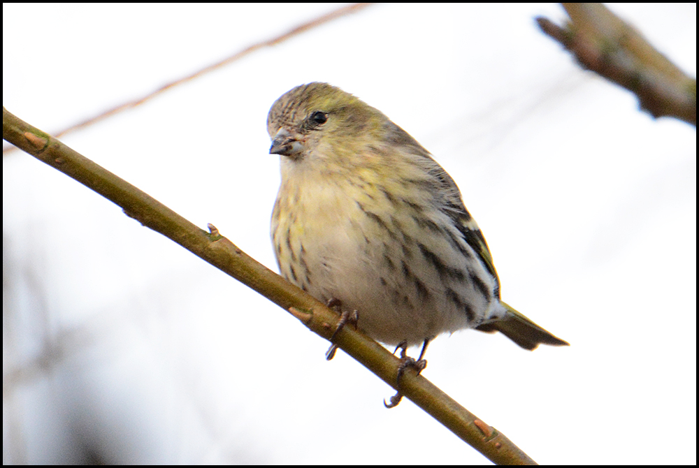 Saisongäste . . . (9) - Erlenzeisig - Carduelis spinus