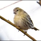 Saisongäste . . . (9) - Erlenzeisig - Carduelis spinus