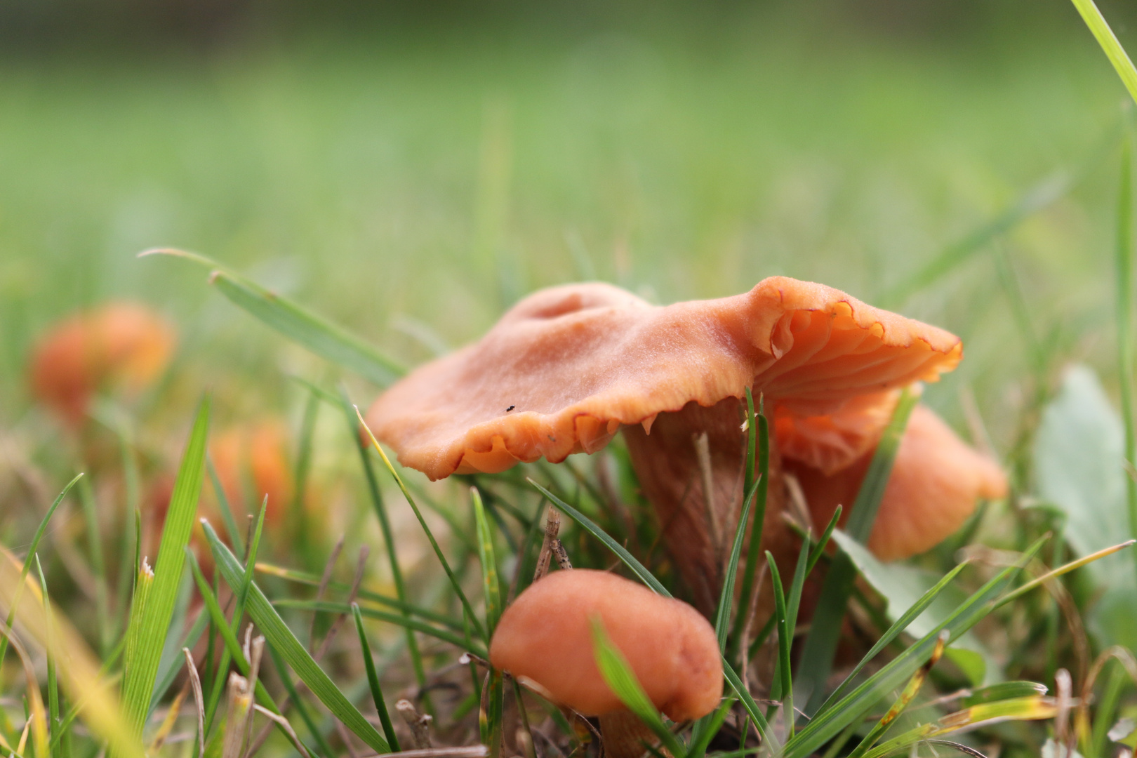 saisons des champignons