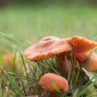 saisons des champignons