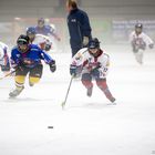 Saisonstart der kleinen Eisbären