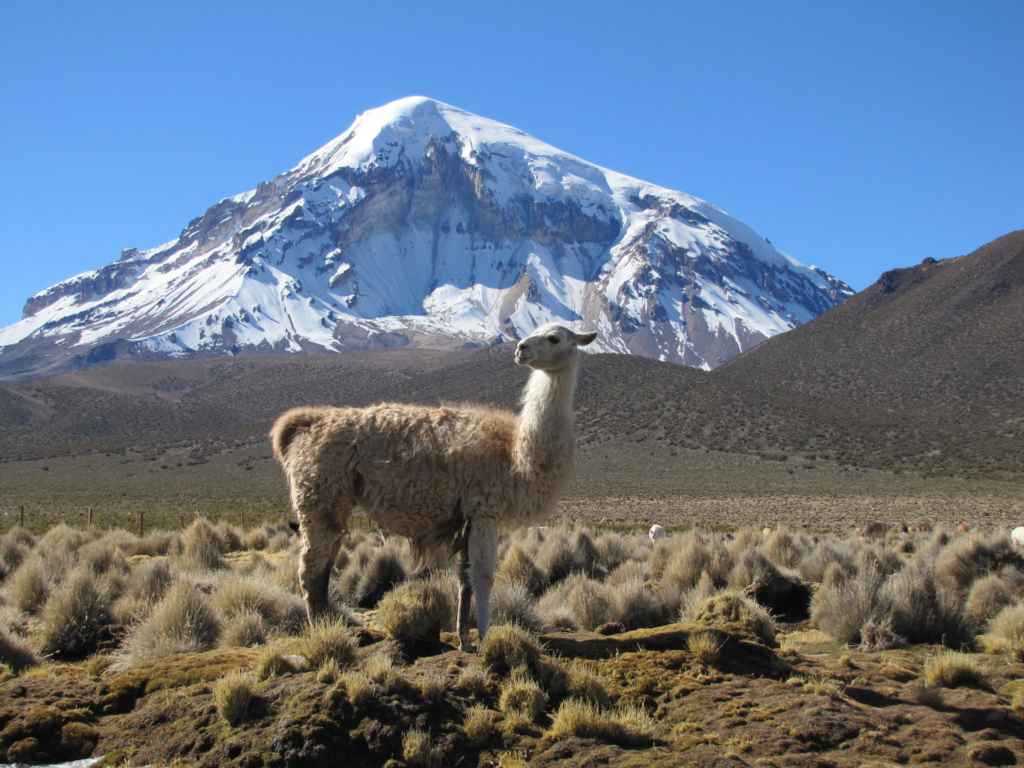 Sajama mit Lama