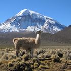 Sajama mit Lama