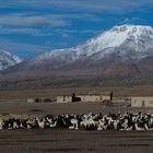 Sajama Panorama