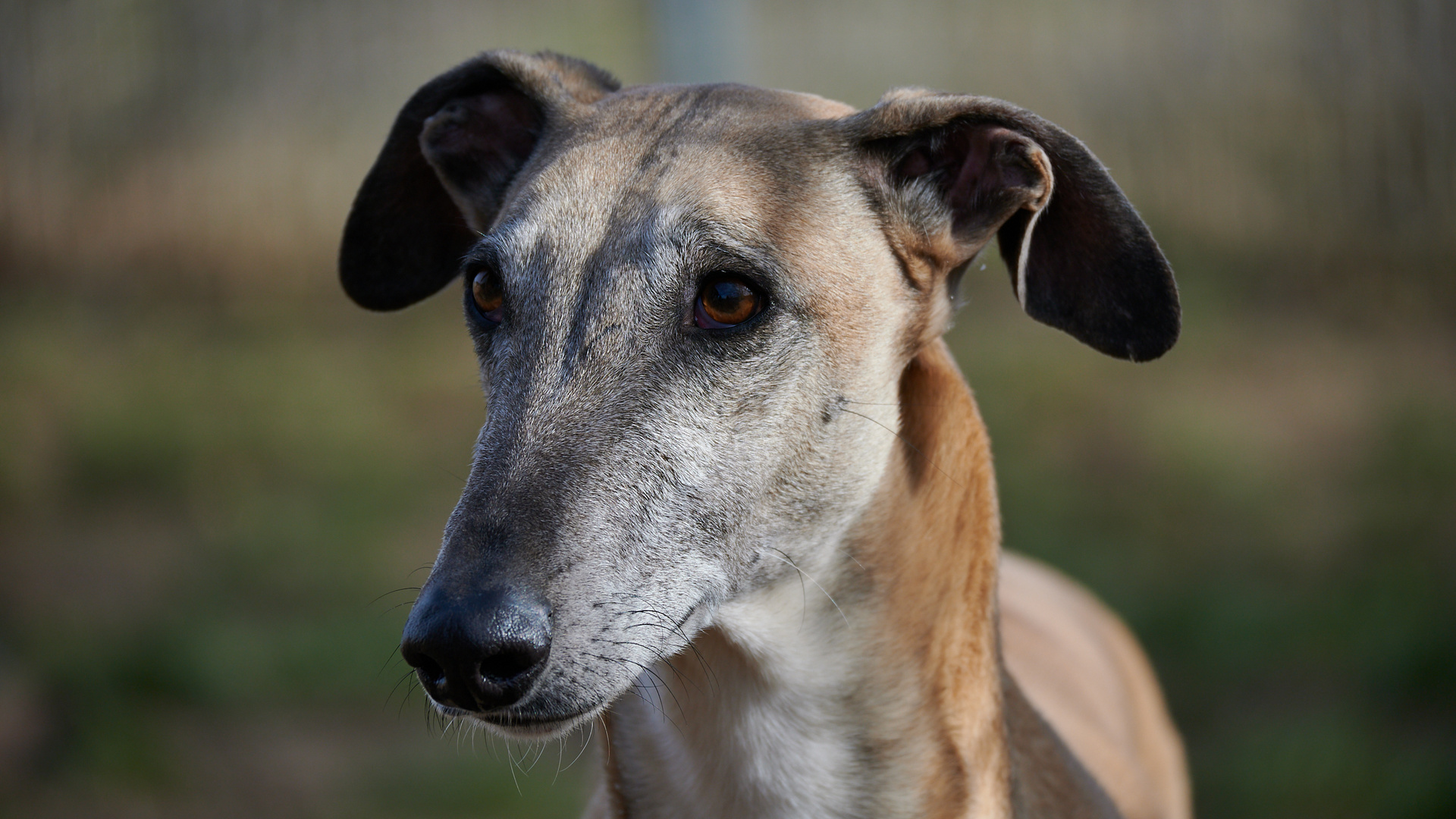 Sajon - Helft den Galgos in Not