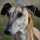 Sajon - Helft den Galgos in Not