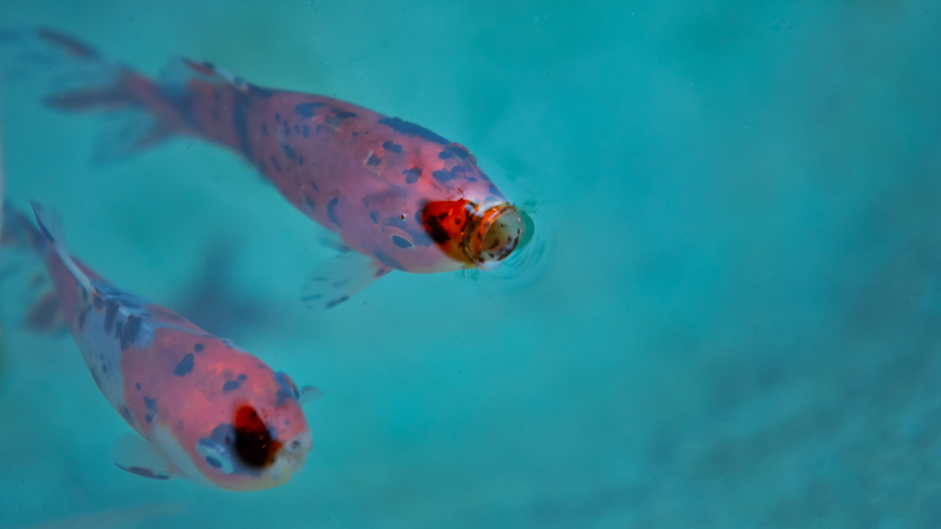 Sakana - Wie heißt der schöne Fisch? Koi-Uwe