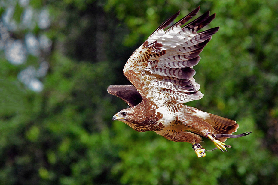 _Sake-Falke im Flug