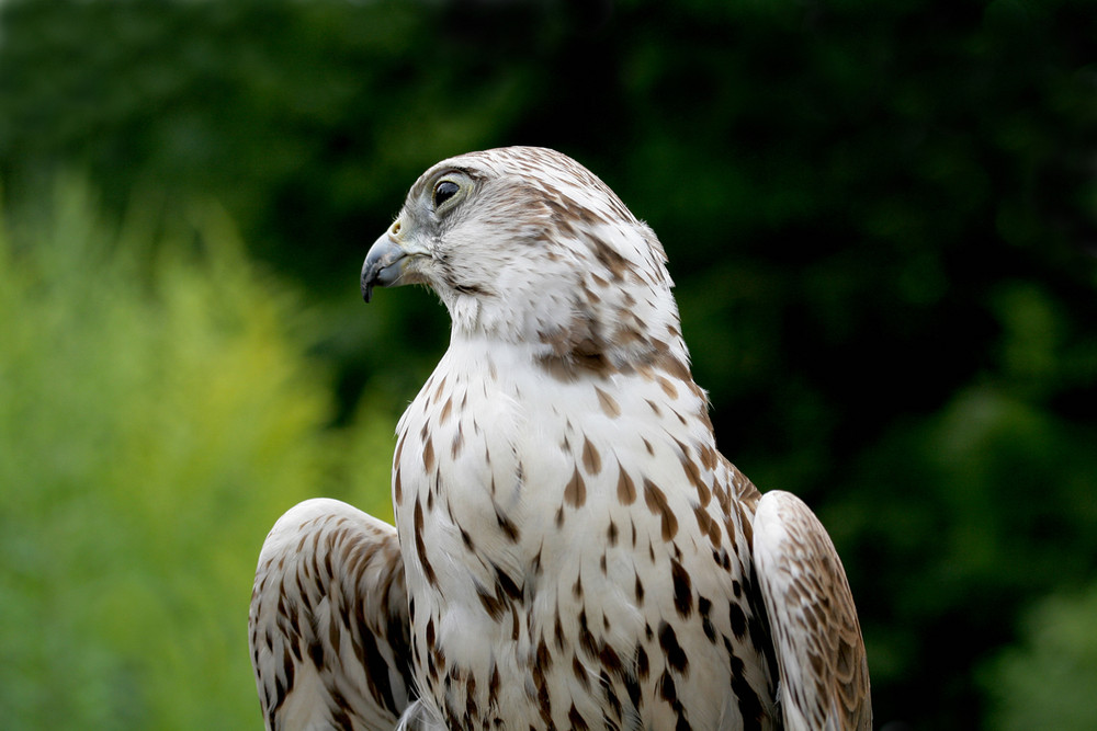 saker falcon