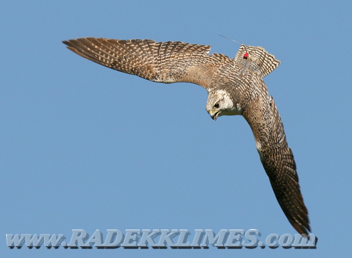 Saker falcon (Falco cherrug)