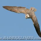 Saker falcon (Falco cherrug)