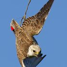 Saker Falcon when training