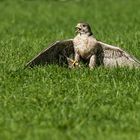 Saker- oder Wanderfalke