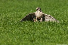 Saker- oder Wanderfalke